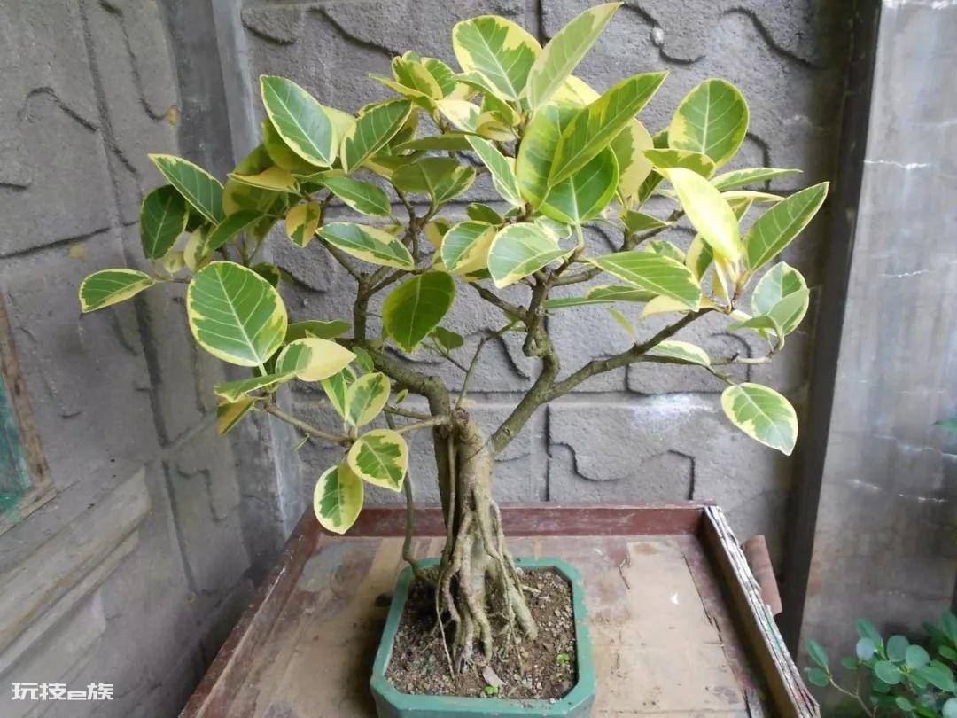 木本植物盆栽有哪些图片(适合养客厅的7种木本绿植)-图片9